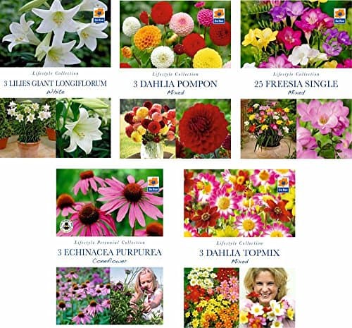 BUMPER PACK of 5 SUMMER FLOWERING Garden BULBS - Freesia, Lily, Dahlia