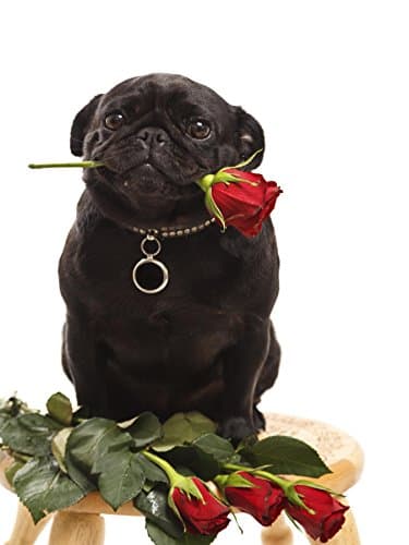 "You Want This Rose" Cute Funny Pug Puppy Animal Poster - Kids, Teens, or Adult Animal Art Print Wall Art Poster Print (18X24 inch hi gloss Wall Decal