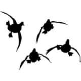 Waterfowl Decals Sticker - 4 Ducks Coming at Ya' 5010MW - Medium/White