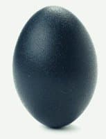Emu Eggshell