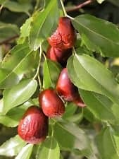 20 Asian Date Jujube Ziziphus Spinosa Common Chinese Tsao Red Fruit Tree Seeds