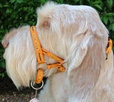 DOGMATIC HEADCOLLAR PADDED CUSHIONED WEBBING PCW - ORANGE - SIZE 6