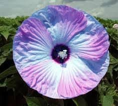 10+ Dinnerplate Hibiscus Perennial Flower Seed/ Easy to Grow/ Huge 10-12 Inch Flowers