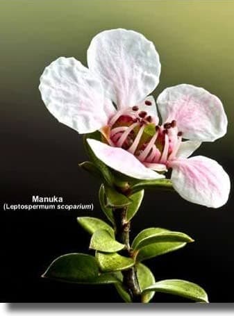 Airborne ( New Zealand) Manuka Honey Blend ( Pollen 25+) 500g/1.1lbs