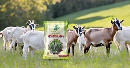 Super Napier & Sorghum Sudan Grass (1000 Seeds) | High Yield Multi Cut Fodder Grass Seeds for Cattle, Goat, Buffalo, Sheep | Nutritious Green Fodder for Dairy & Livestock Farming