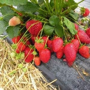 Golden Hills Farm Imported Strawberry Fruit Indoor/Outdoor Plant Seed, Perfect for Home Decor 30-69 seeds