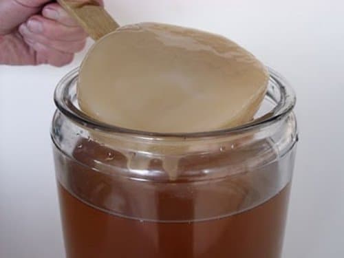 Kombucha Scoby + Instructions + Recipes + Help and Advice in English - KEFIRALIA®