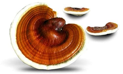 Reishi Mushroom (Ganoderma lucidum) Mycelium Dried Seeds Spawn Reishi Mushroom Spores (1 oz) by Don Porcini