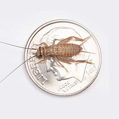 Live Crickets 1/2” Banded | 500 Count | Live Crickets for Reptiles, Large Bulk Arrival of Large Banded Crickets - High Protein Live Feed Crickets, Bearded Dragon Food & Pet Food