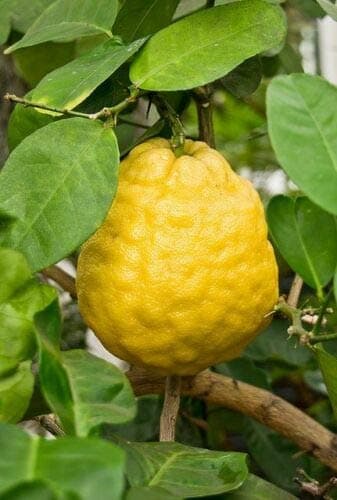 Citrus Limon Ponderosa Lemon Tree jocad (5 Seeds)