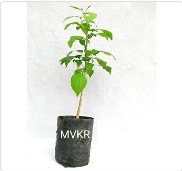 MVKR Live Bel Tree, Bilva Patra, Bel Patra Plant I Pack of 1 Plant I