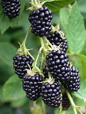 BlackBerry Plants Natchez Price Includes Four (4) Plants