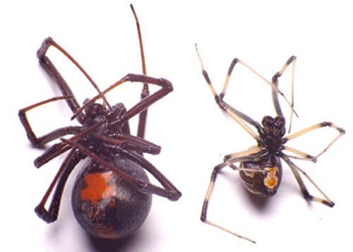 Black Widow Spider (Latrodectus mactans, Theridiidae), Dozen Adult Pairs in a Non-Hazardous Aqueous Preservative