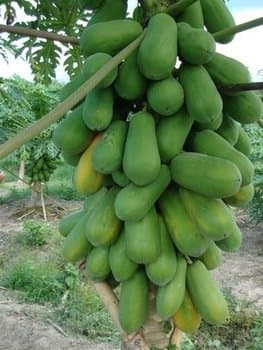 Ursal Natural Garden Plants Thai Papaya Hybrid Variety Dwarf Fruit Seeds - Pack of 25
