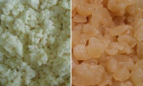 Snowberry Milk and Water Kefir Grains Combo by Snowberry Organic Cultures