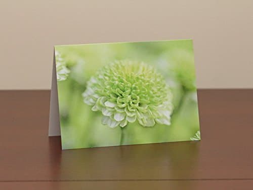 Flower Photo Note Card Set - Green Mum Flower - Blank Greeting Cards - Any Occasion
