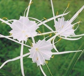 Pretty White Spider Lily Small Bulb Crinium Part of Amaryllis Family Plant