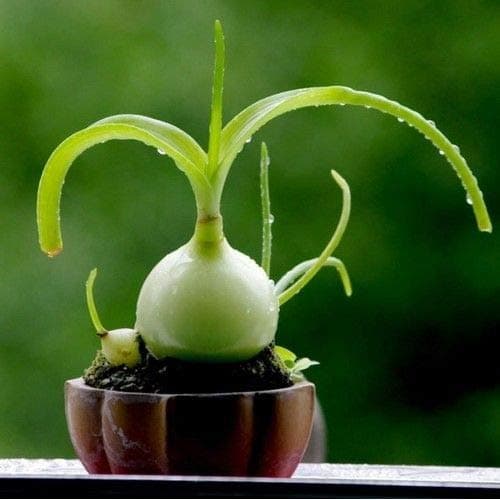 Pregnant Onion Plant Seeds (Albuca bracteata) 80+Seeds