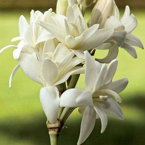 Tuberose – Rajnigandha Double Flower Bulbs – Pack Of 5 By Udanta Seeds