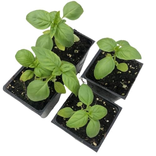 Smoke Camp CraftsOrganic Sweet Italian Large Leaf Basil (Ocimum basilicum) 4 Plant-Pack - for Cooking or Planting, Make Your own Pesto Sauce