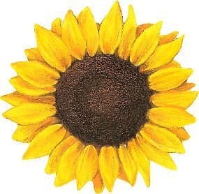 MAGNET Sunflower Yellow Realistic Magnet Decal Fridge Metal Magnet Window Vinyl 5"