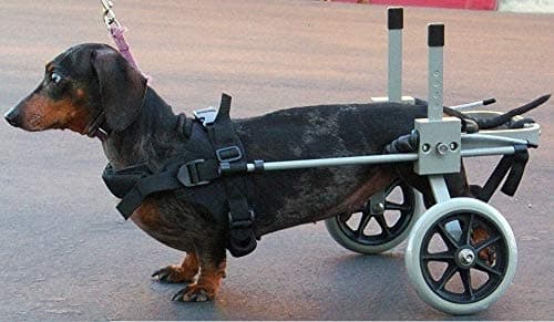 Dog Wheelchair Size 3 R for Small Dog Approximate Weight 18 to 40 Lbs