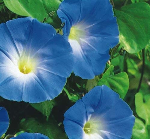 SeeKay Ipomoea Tricolor - Morning Glory - Heavenly Blue - 4500 Seeds - Bulk