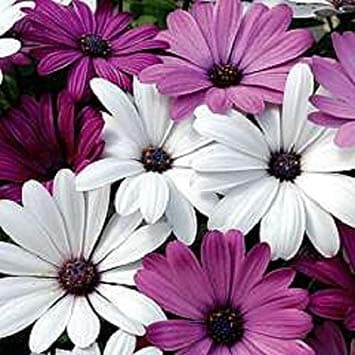 20+ White & Purple African Daisy Mix Flower Seeds/Tender Perennial