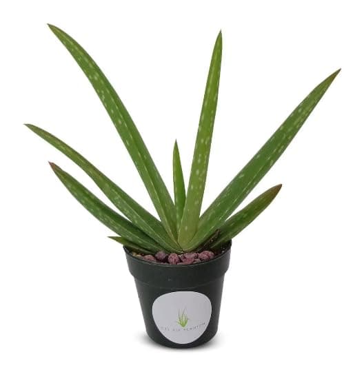 Live Aloe Vera Plant 5"-6"+ Air Purifying Easy Care Succulent Houseplant 2" Pot