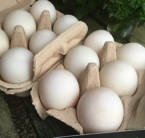 6 Fertile DUCK hatching eggs - large breed