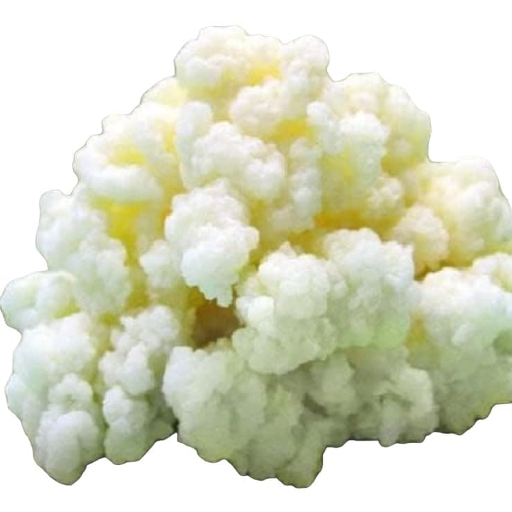 Milk Kefir Grains Starter, Bulgaros de Leche, Pajaritos de Leche, Live Kefir Grains, Home Made Kefir Milk, Live Milk Kefir Grains, fast growth, Kefir Starter Culture. Start your Home Kefir Production, Elevate your Homemade Fermentation experience with Fresh Live Active Kefir, Probiotics Starter Cultures. Pajaritos Bulgaros de Leche, Make fresh Kefir Drink at home, Kefir Grains, supports Gut Health, Do it yourself Kefir, Natural Kefir Starter Culture. 1 TABLESPOON , KETO friendly