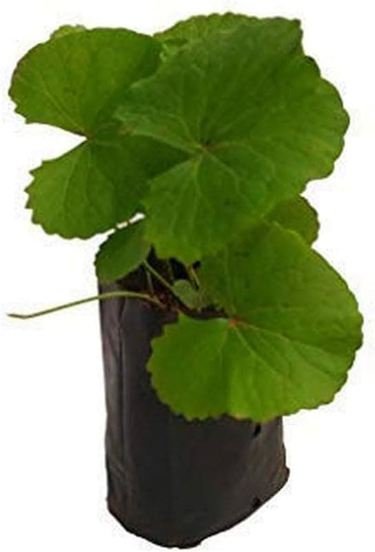 Asiatic Leaf Herb Gotu kola, kodavan, Mandukaparni, Vallarai keerai and Asiatic pennywort - Ayurvedic Medicinal Plant for Planting Pack of 1