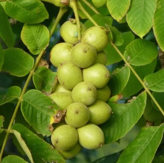 4 Japanese Walnut Tree Seeds for Planting - Juglans ailantifolia