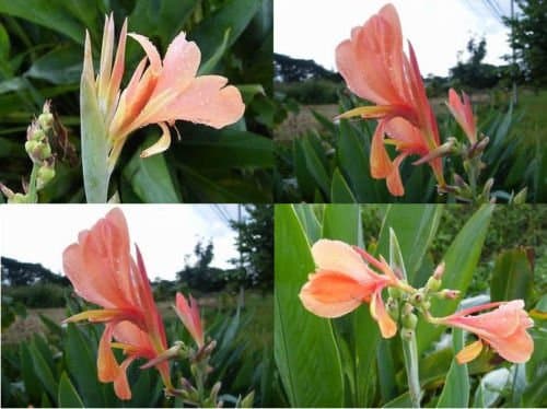 3 Plants Bulbs Peach Canna lily Fresh and Viable + FREE PHYTO Flower Fresh & Viable From Garden