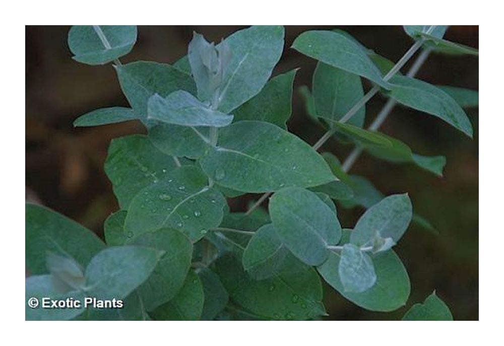 Eucalyptus globulus - Tasmanian Blue Gum - 20 Seeds