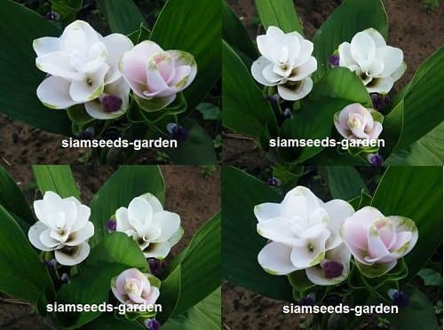 5 Plants Bulbs Doitung White Siam Tulip Curcuma Alismatifolia Tropical Fresh and Viable + FREE PHYTO Flower Fresh & Viable From Garden