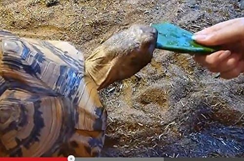 Prickly Pear Cactus 6 Pads for Pet Food - Tortoise, Reptile - Grassland Species, Home Grown, Nutrient Rich, Healthy