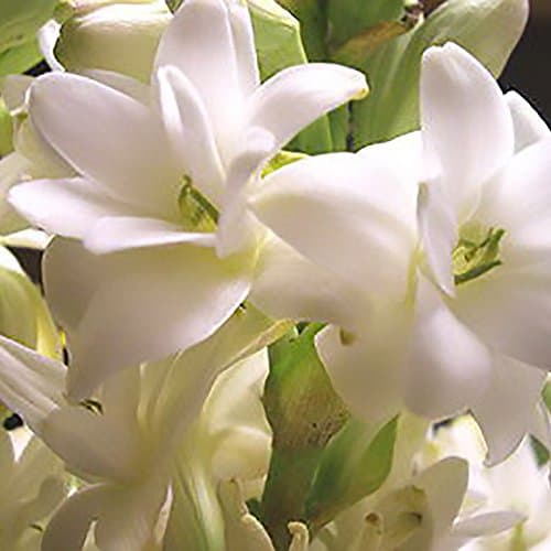 Green Ivy Rajnigandha /Tube Rose Fragrant Flower Bulbs (Pack Of 10)