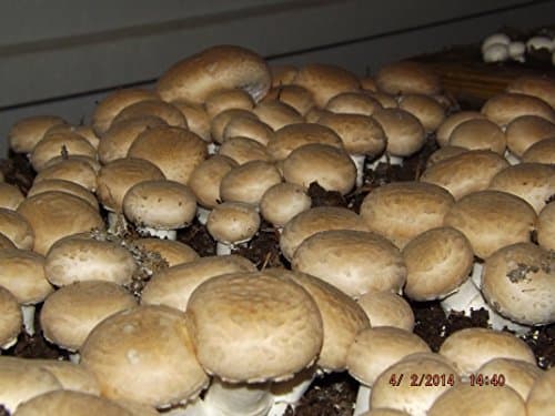 Extra Large Crimini ~ Portabella ~ Baby Bella Mushroom Growing Kit makes it EASY to grow your own FRESH Mushrooms!