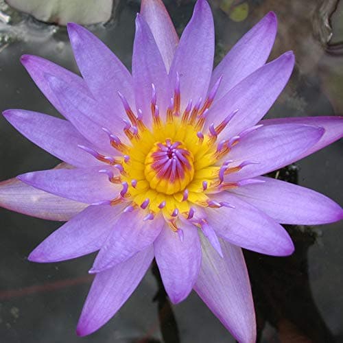 Live Water Lilies Rhizomes (Tubers) | Pre-Grown Hardy Lilies in White, Red, Yellow, Pink (Purple)