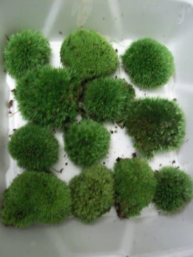 Live Cushion Moss - Small Size Plants for Terrarium (Leucobryum glaucum)
