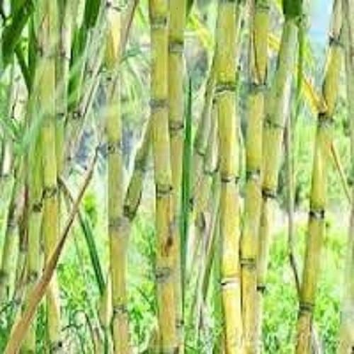 Sugarcane Plant-Organic Sugar Cane 7 Sticks Yellow Green 2 Eyes Each- Fresh for Chewing -Juicing or Planting. Raw Sugar Cane -Canne a Sucre- Canne Ananas-kan-Fresh