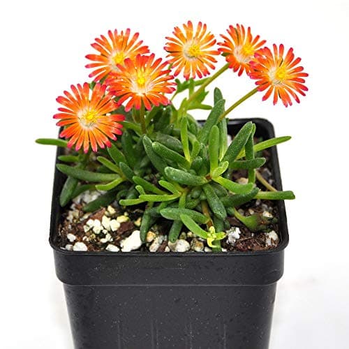 Delosperma HotCakes, Pumpkin Perfection, Ice Plant Succulent, 3" (2.6x3.5")