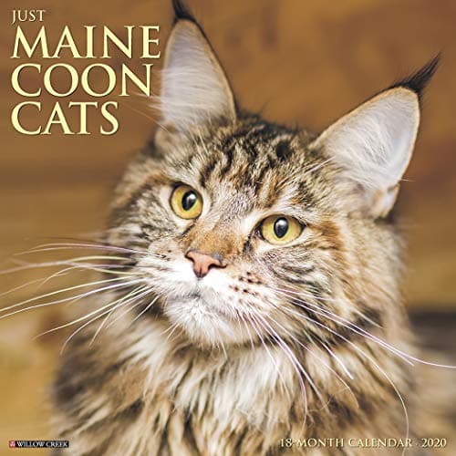 Just Maine Coon Cats 2020 Wall Calendar Calendar – Wall Calendar, August 1, 2019