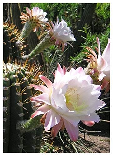 TROPICA - Huntington's Organ Pipe (Cereus huntingonianus) - 40 Seeds - Cacti/Succulents