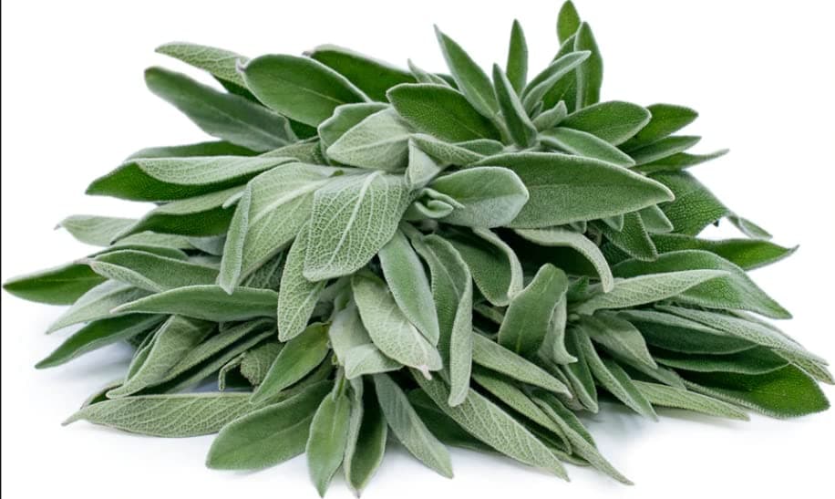 AllThatGrows Sage Herb Seeds for Kitchen Garden - 300 Seeds