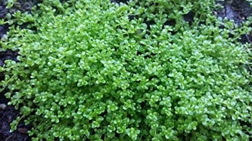 Hemianthus Callitrichoides (Baby Tears Cuba) Carpet Plant for aquarium