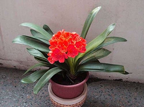 3 Seeds Real clivia seeds plants bonsai garden flower seed