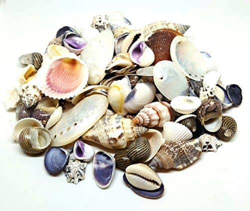 300g Mix Small Shells, Beach Mixed SeaShells for Craft and Display