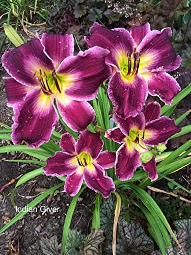 FERNSFLY® IMP. Daylily | Hemerocallis | Daylilies | Day Lily Excellent Quality Flower Bulbs Aromatic Flower Plant Home Outdoor Gardening Plants Flowering Bulbs (Pack Of 4 Indian Giver)